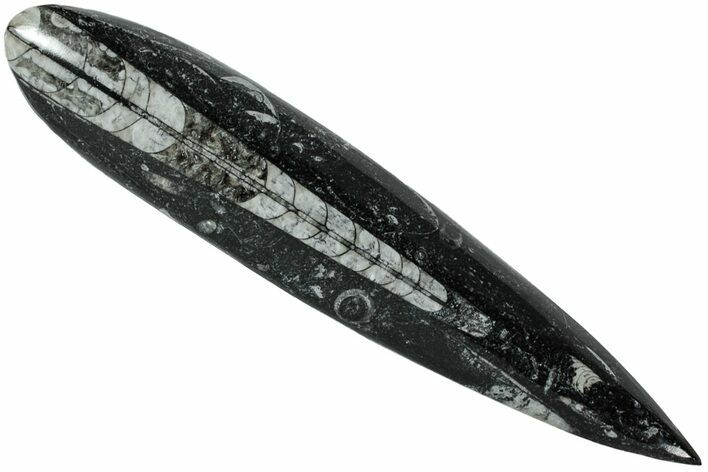 Polished Fossil Orthoceras (Cephalopod) - Morocco #216170